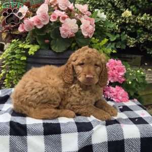 Turbo, Mini Goldendoodle Puppy