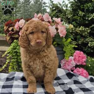 Turbo, Mini Goldendoodle Puppy