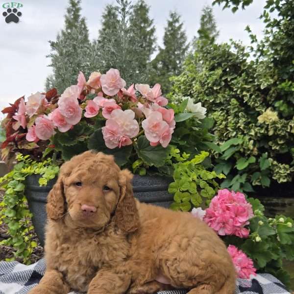 Turbo, Mini Goldendoodle Puppy