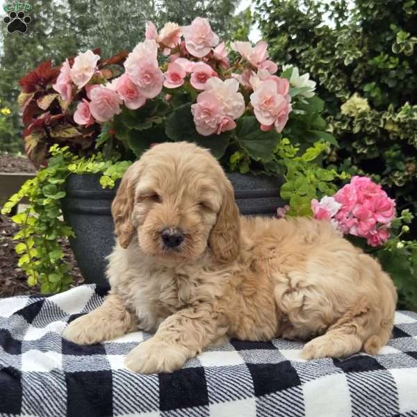Tucker, Mini Goldendoodle Puppy