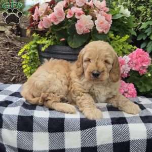 Tucker, Mini Goldendoodle Puppy