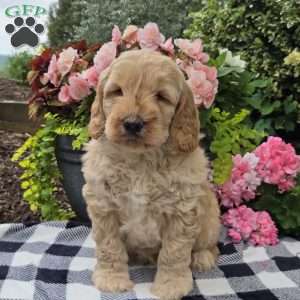 Tucker, Mini Goldendoodle Puppy