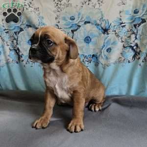 Punkin Pie, French Bulldog Mix Puppy