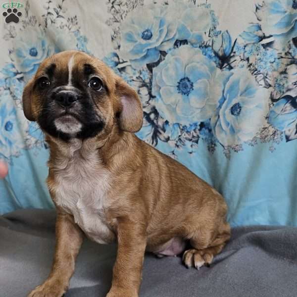 Punkin Pie, French Bulldog Mix Puppy