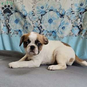 Oscar Pie, French Bulldog Mix Puppy