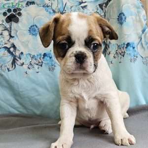 Oscar Pie, French Bulldog Mix Puppy
