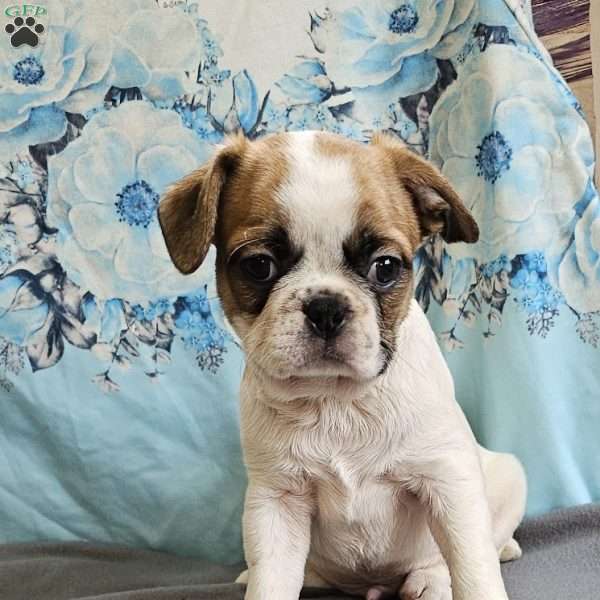 Oscar Pie, French Bulldog Mix Puppy