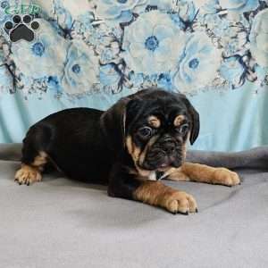 Modge, French Bulldog Mix Puppy
