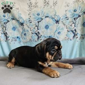 Modge, French Bulldog Mix Puppy