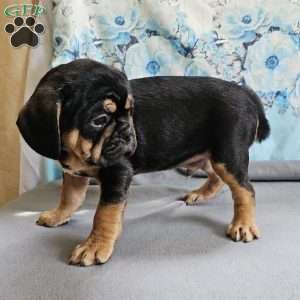Modge, French Bulldog Mix Puppy