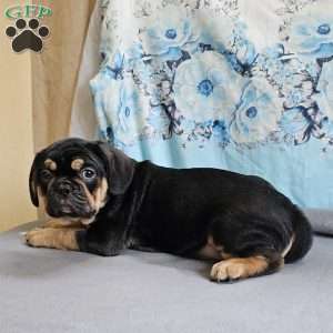 Modge, French Bulldog Mix Puppy