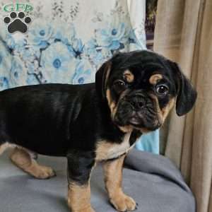Modge, French Bulldog Mix Puppy