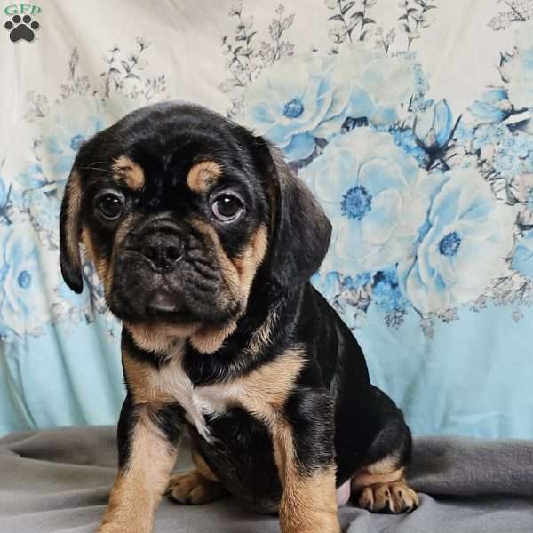 Modge, French Bulldog Mix Puppy