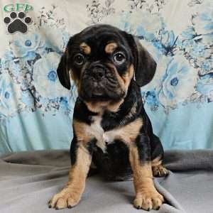 Modge, French Bulldog Mix Puppy