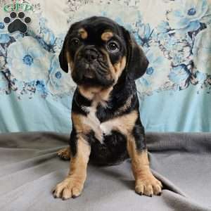 Modge, French Bulldog Mix Puppy