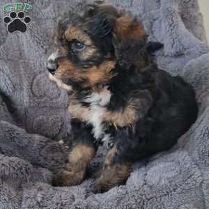 Sage, Mini Bernedoodle Puppy