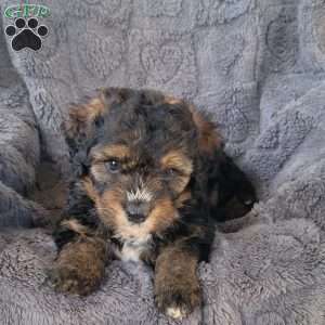 Sage, Mini Bernedoodle Puppy