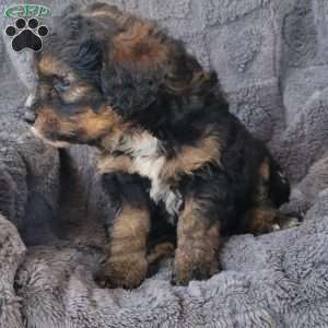 Sage, Mini Bernedoodle Puppy