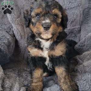 Sage, Mini Bernedoodle Puppy