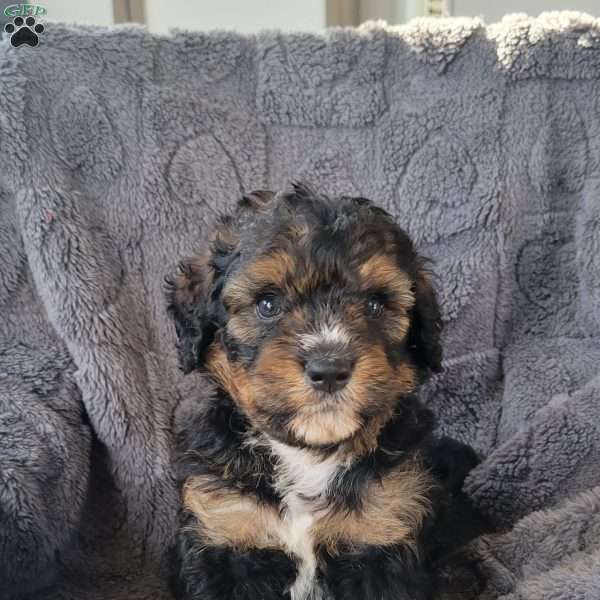 Sage, Mini Bernedoodle Puppy