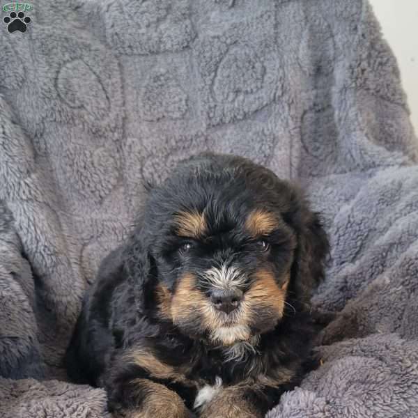 Waylon, Mini Bernedoodle Puppy