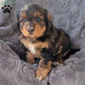 Ember, Mini Bernedoodle Puppy