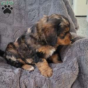 Ember, Mini Bernedoodle Puppy