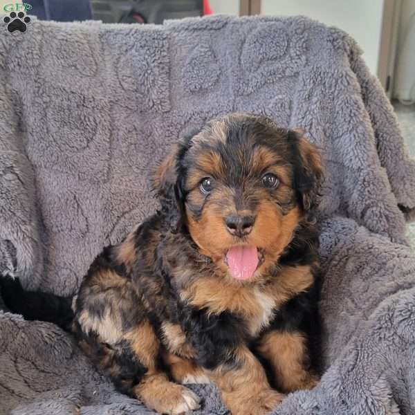 Ember, Mini Bernedoodle Puppy