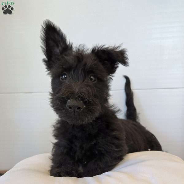 Murrey, Scottish Terrier Puppy