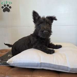 Murrey, Scottish Terrier Puppy