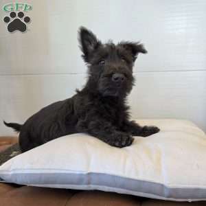 Murrey, Scottish Terrier Puppy