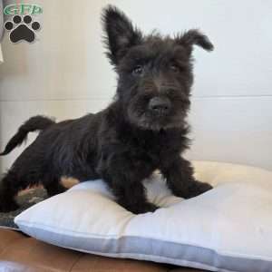 Murrey, Scottish Terrier Puppy