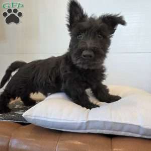 Murrey, Scottish Terrier Puppy