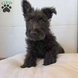 Murrey, Scottish Terrier Puppy