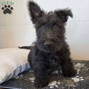 Murrey, Scottish Terrier Puppy