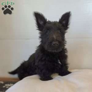 Morris, Scottish Terrier Puppy