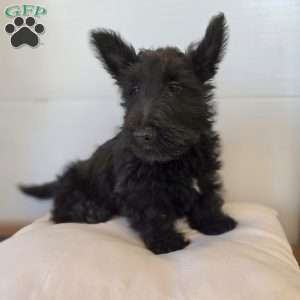 Morris, Scottish Terrier Puppy
