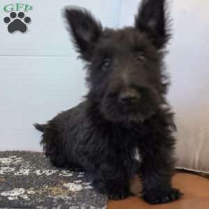 Morris, Scottish Terrier Puppy