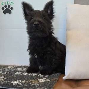 Morris, Scottish Terrier Puppy