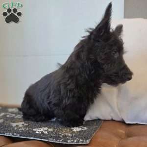 Morris, Scottish Terrier Puppy