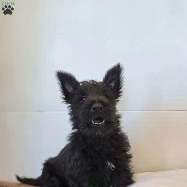 Morris, Scottish Terrier Puppy