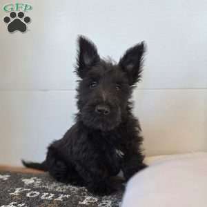 Morris, Scottish Terrier Puppy