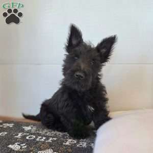 Morris, Scottish Terrier Puppy