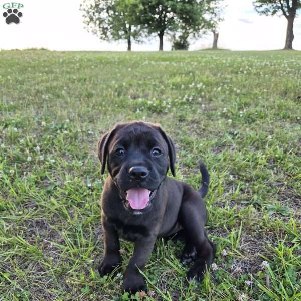 Peanut, Boxador Puppy