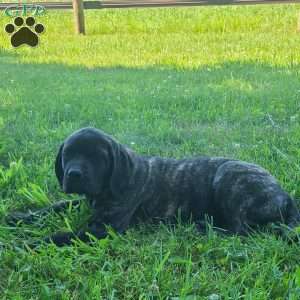 Faith, English Mastiff Puppy