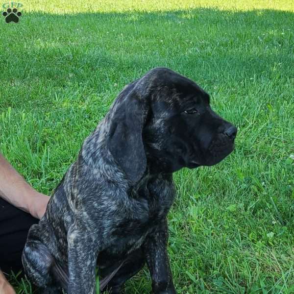 Faith, English Mastiff Puppy