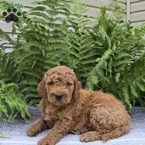 Maverick, Mini Goldendoodle Puppy