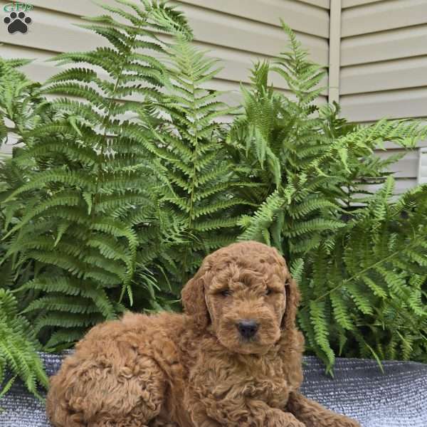 Maverick, Mini Goldendoodle Puppy