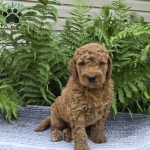 Maverick, Mini Goldendoodle Puppy
