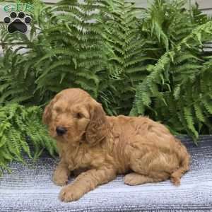 Max, Mini Goldendoodle Puppy